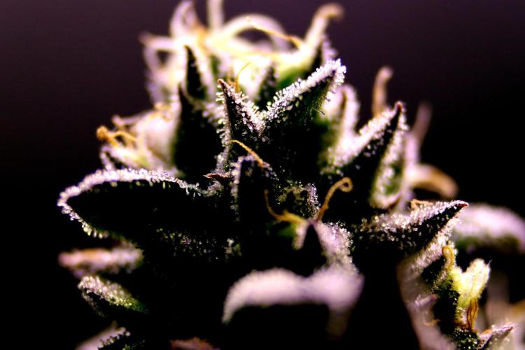 Cherry Bacio. Week 12