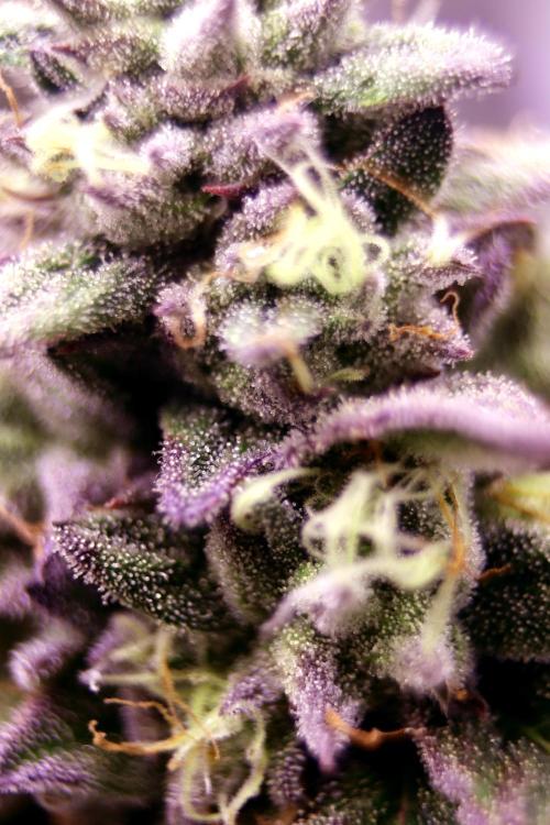 Cherry Bacio. Week 12