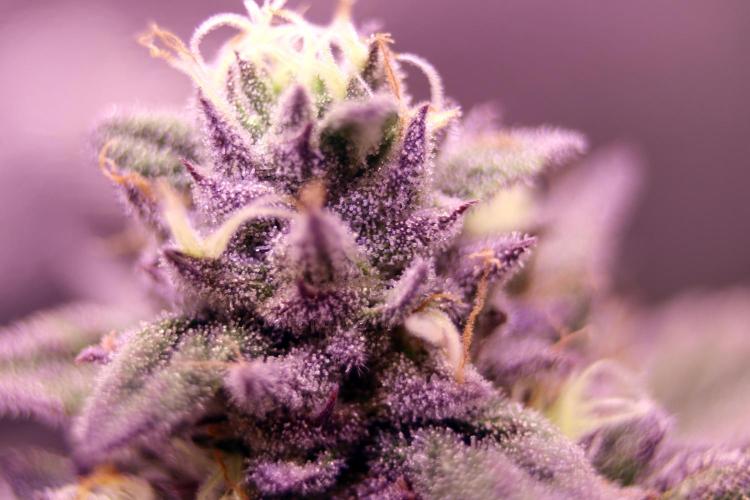 Cherry Bacio. Week 12