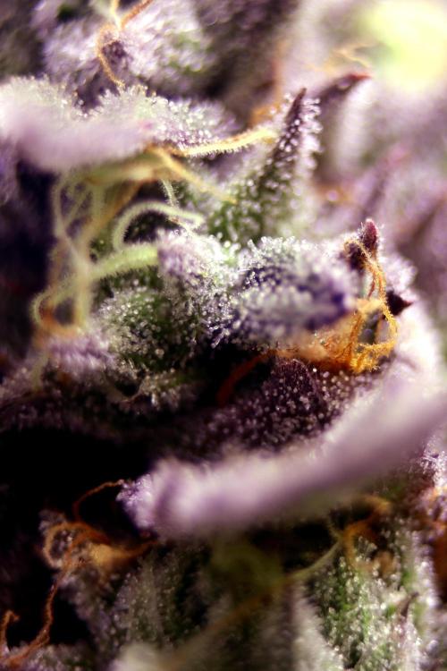 Cherry Bacio. Week 12