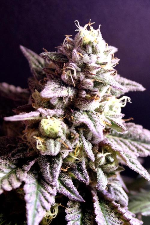 Cherry Bacio. Week 12