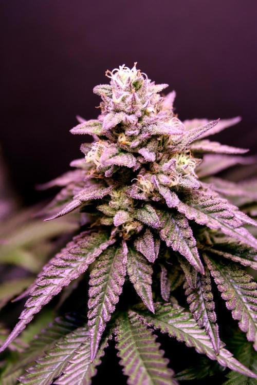 Cherry Bacio. Week 12