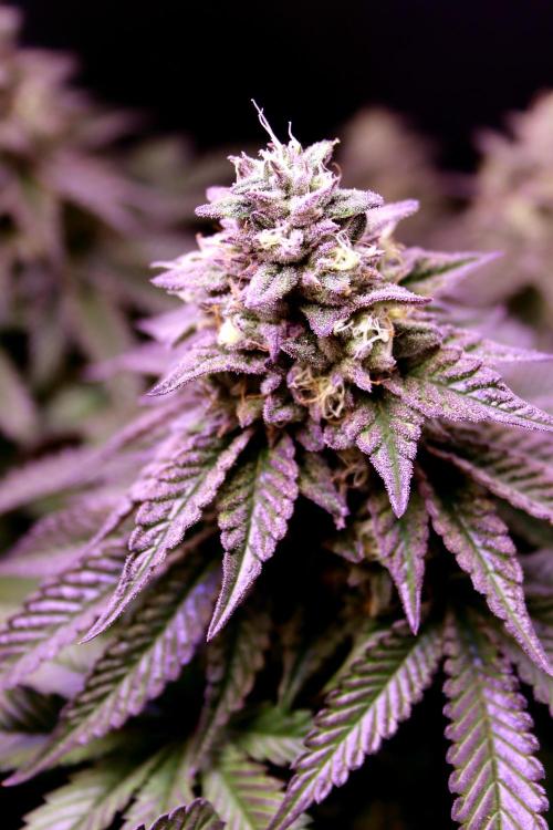 Cherry Bacio. Week 12