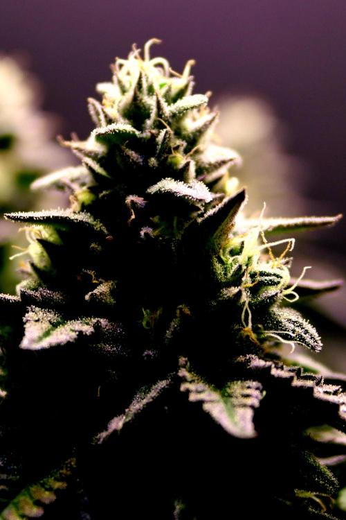 Cherry Bacio. Week 12