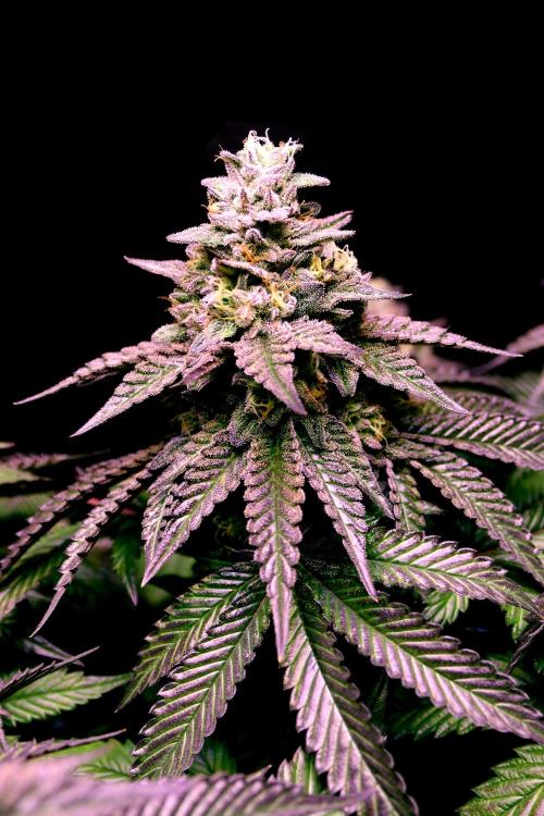 Cherry Bacio. Week 13