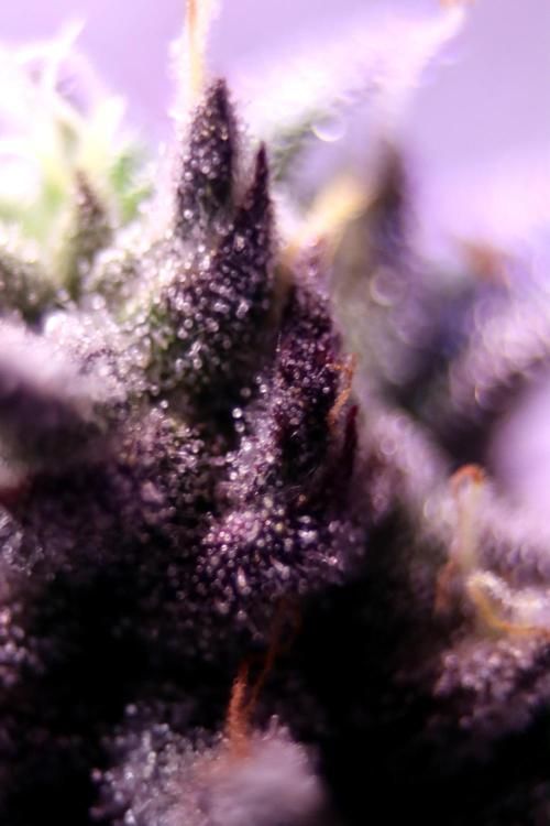 Cherry Bacio. Week 13