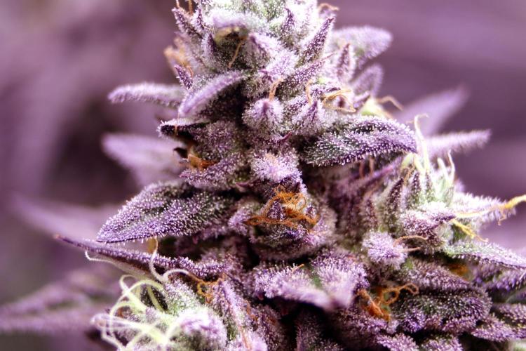 Cherry Bacio. Week 13