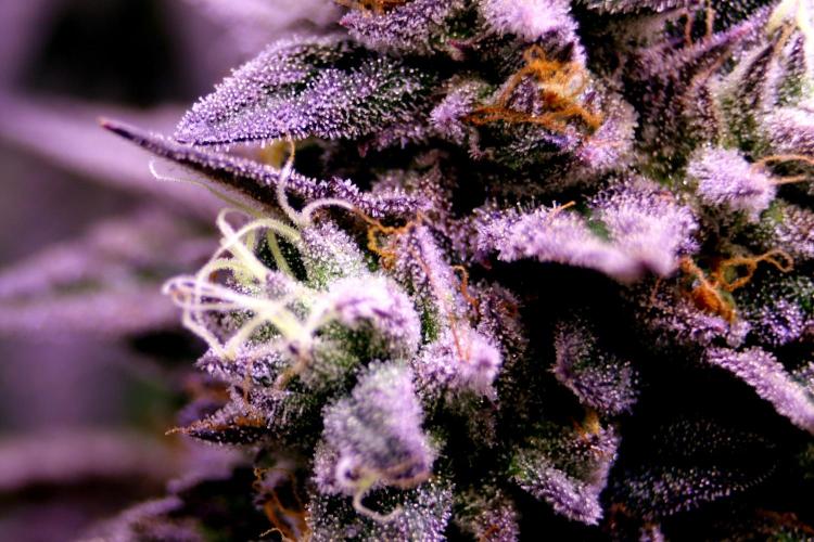 Cherry Bacio. Week 13