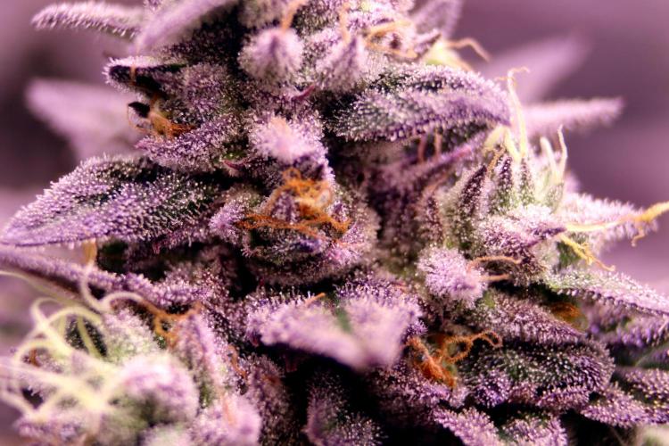 Cherry Bacio. Week 13