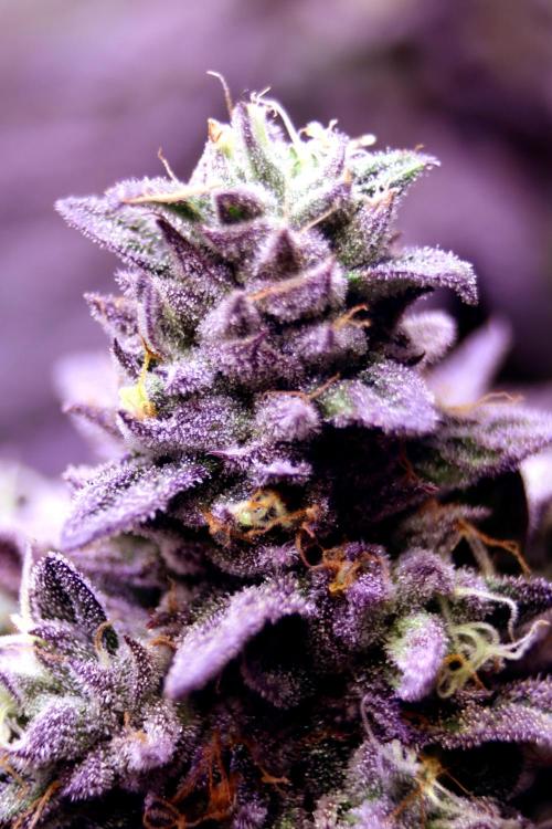 Cherry Bacio. Week 13