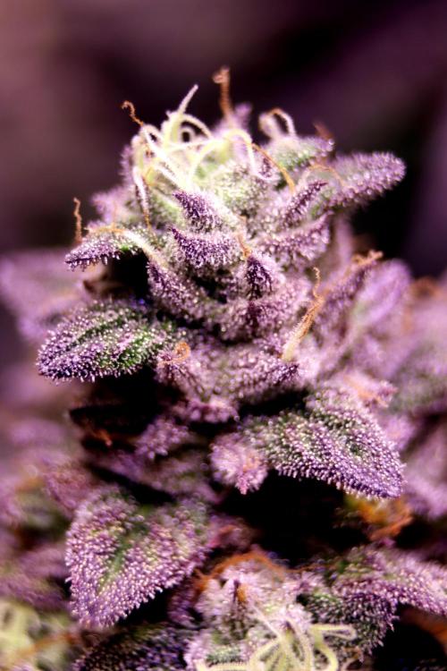 Cherry Bacio. Week 13