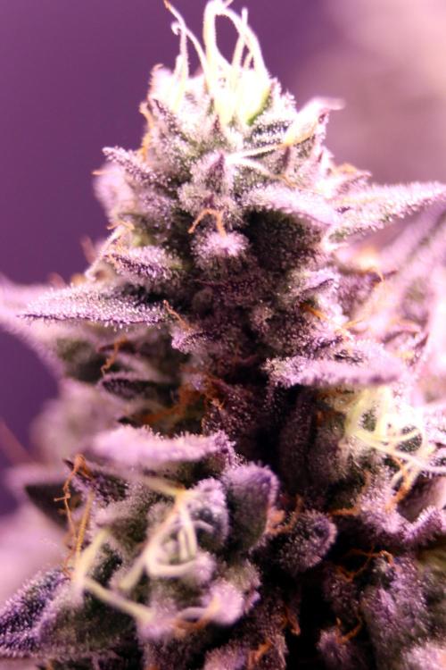 Cherry Bacio. Week 13