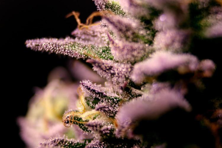 Cherry Bacio. Week 13