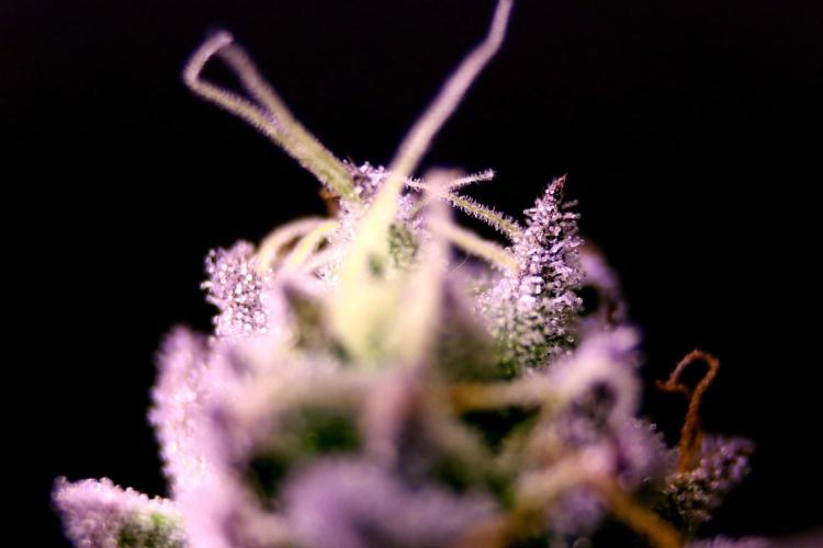 Cherry Bacio. Week 13