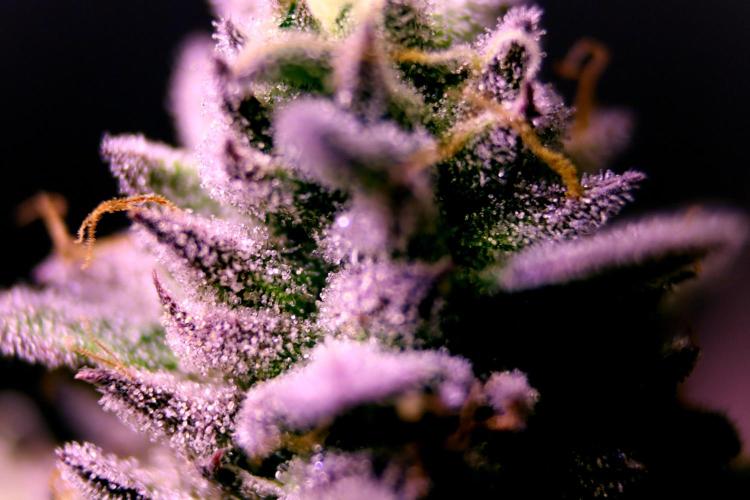 Cherry Bacio. Week 13