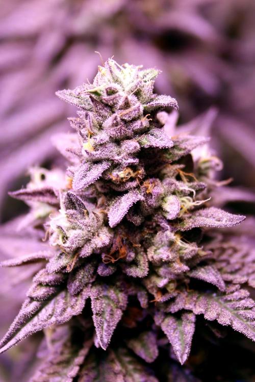 Cherry Bacio. Week 13