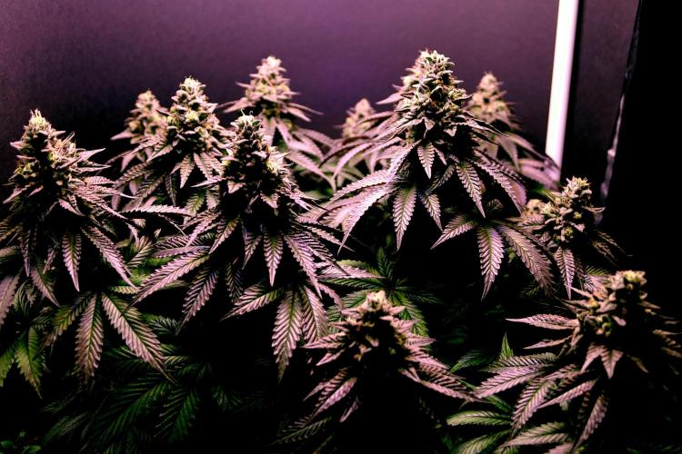 Cherry Bacio. Week 13