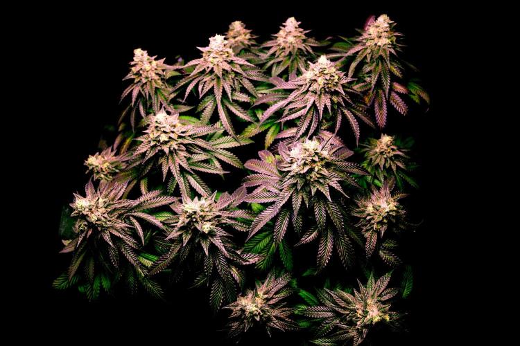 Cherry Bacio. Week 13