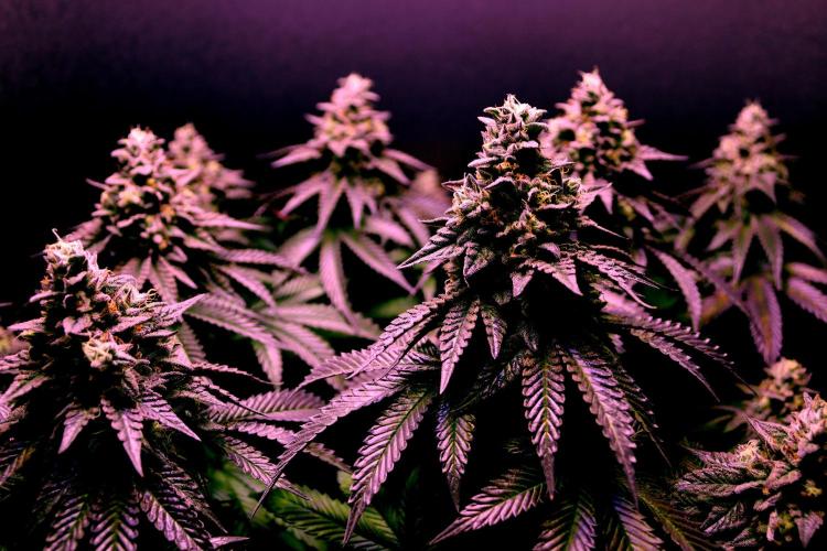 Cherry Bacio. Week 13