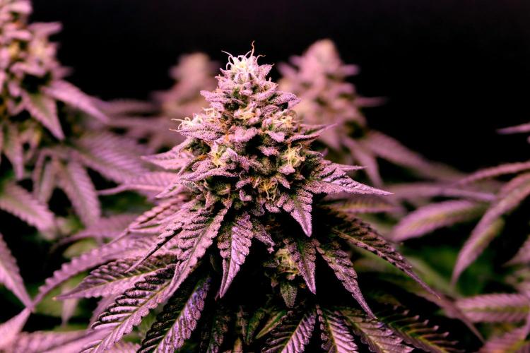 Cherry Bacio. Week 13