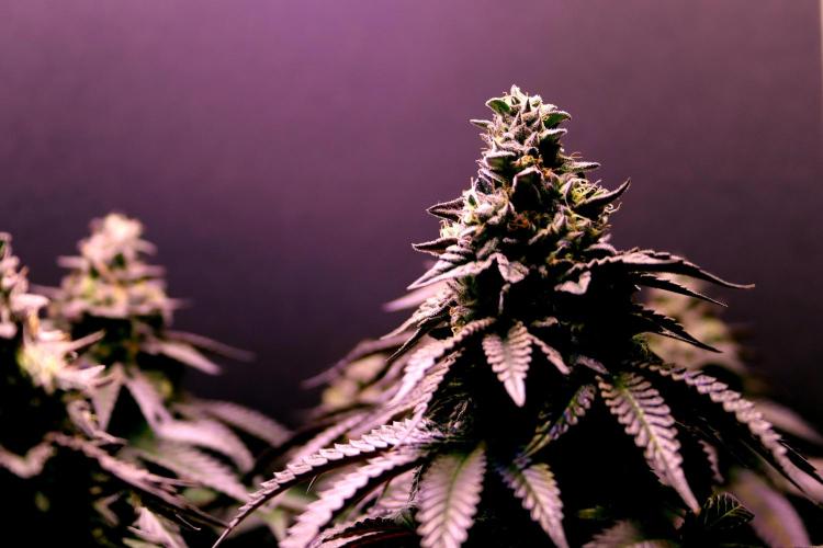 Cherry Bacio. Week 13