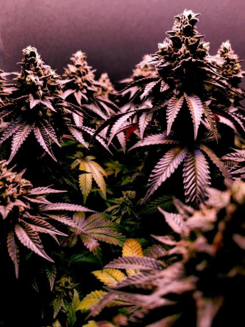 Cherry Bacio. Week 15 - Cherry Bacio, Blütetag 64