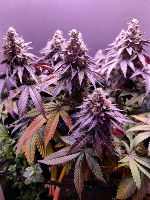 Cherry Bacio. Week 15 - Winter-Kischblüte