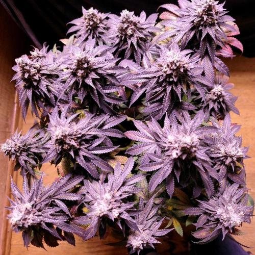 Cherry Bacio. Week 15 - Cherry Bacio von oben