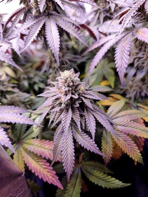 Cherry Bacio. Week 15 - BT 64