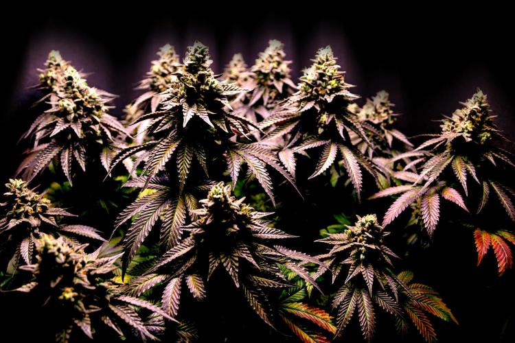 Cherry Bacio. Week 15 - Erntereif