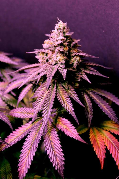 Cherry Bacio. Week 15 - Bud, BT 64