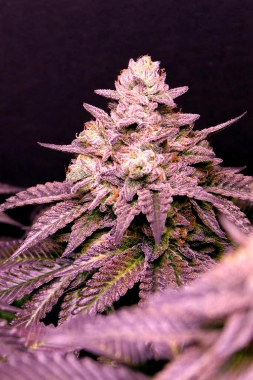 Cherry Bacio. Week 15 - Bud, BT 64