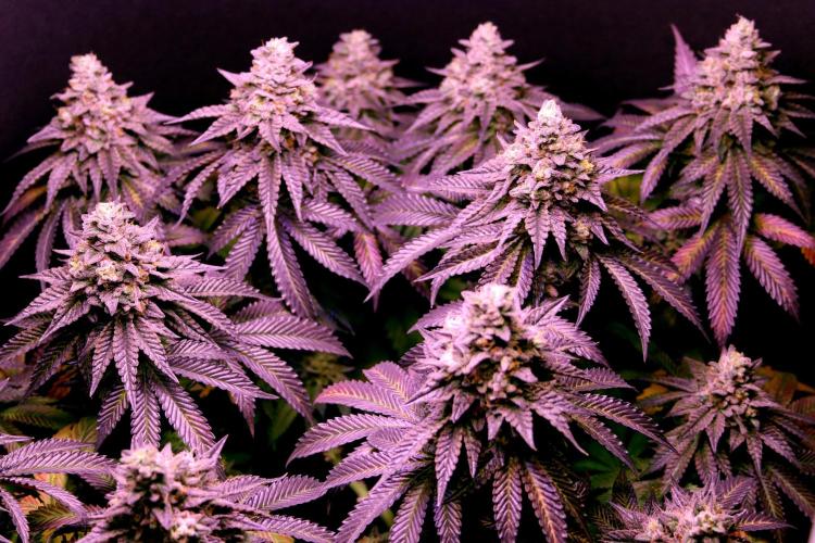 Cherry Bacio. Week 15 - Cherry Bacio, BT 64