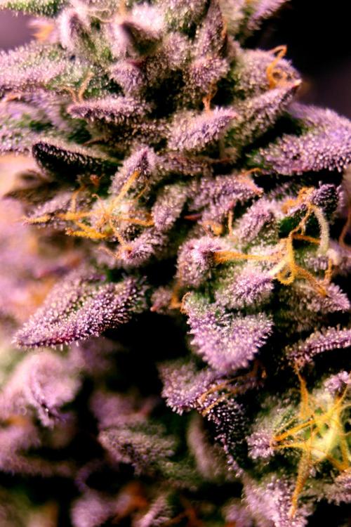 Cherry Bacio. Week 15 - geerntete Blüte