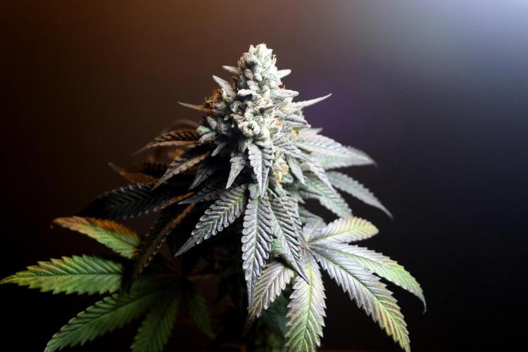 Cherry Bacio. Week 15 - geernteter Bud