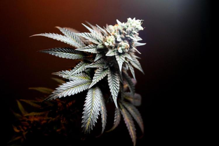 Cherry Bacio. Week 15 - geernteter Bud