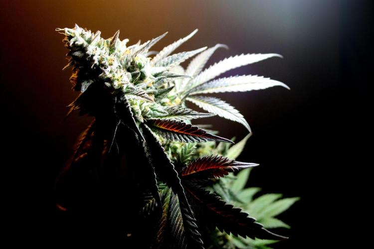 Cherry Bacio. Week 15 - geernteter Bud