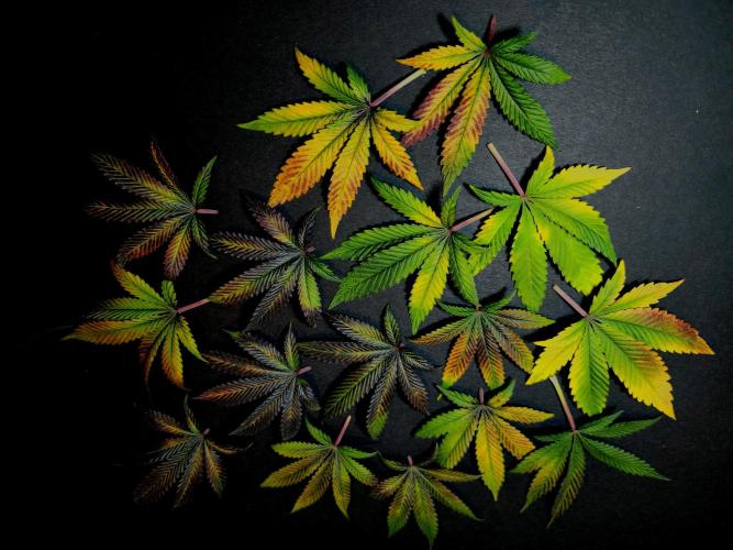 Cherry Bacio. Week 15 - Herbst.