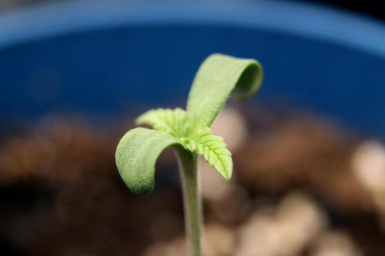 Critical+ 2.0 meets Larry Bird. Week 0 - Green Gelato