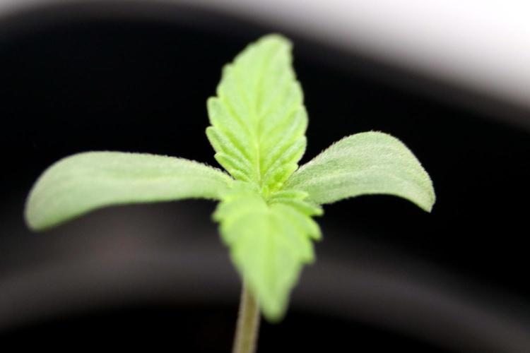 Critical+ 2.0 meets Larry Bird. Week 0 - Critical+ 2.0