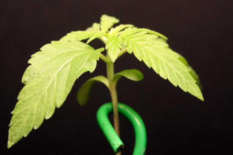 Critical+ 2.0 meets Larry Bird. Week 1 - Critical+ 2.0