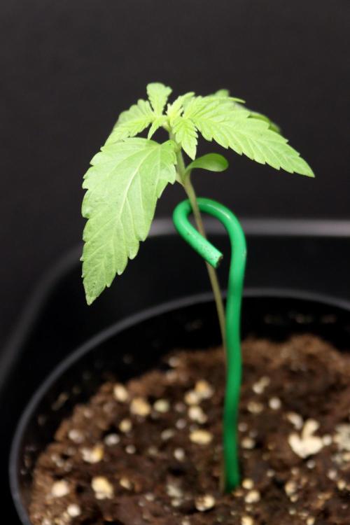 Critical+ 2.0 meets Larry Bird. Week 1 - Critical+ 2.0