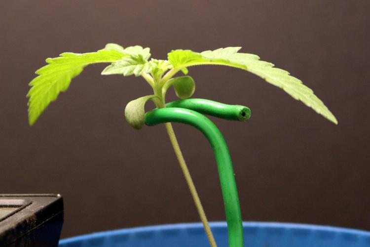 Critical+ 2.0 meets Larry Bird. Week 1 - Green Gelato