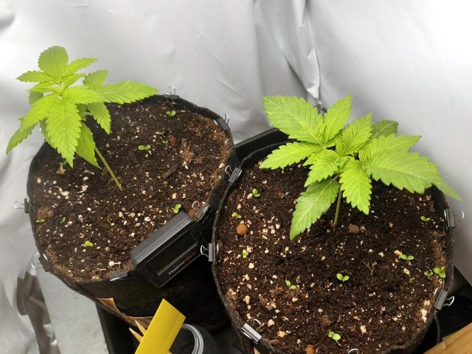 Critical+ 2.0 meets Larry Bird. Week 2