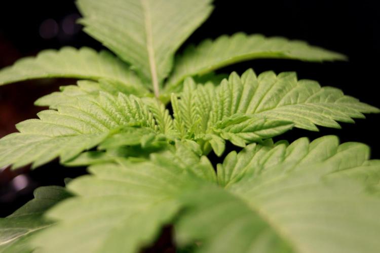 Critical+ 2.0 meets Larry Bird. Week 2 - Green Gelato