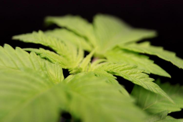 Critical+ 2.0 meets Larry Bird. Week 2 - Critical+ 2.0