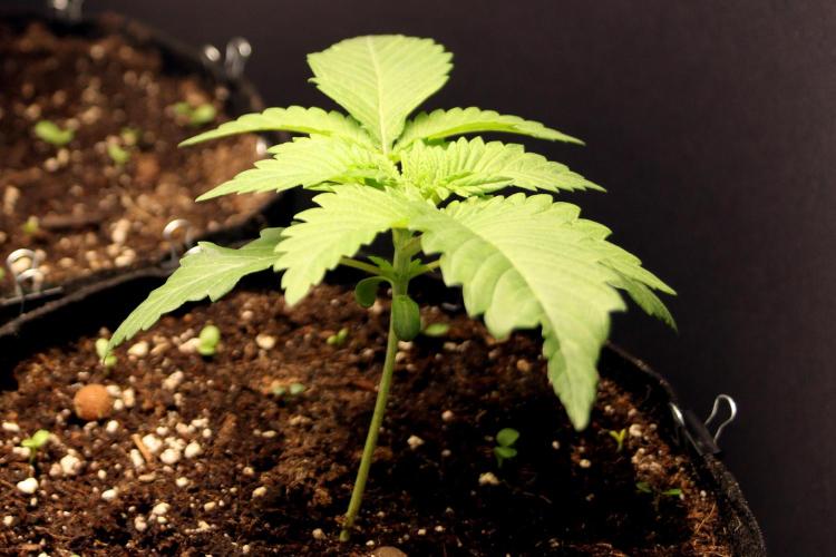 Critical+ 2.0 meets Larry Bird. Week 2 - Green Gelato