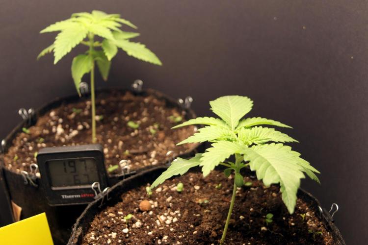 Critical+ 2.0 meets Larry Bird. Week 2