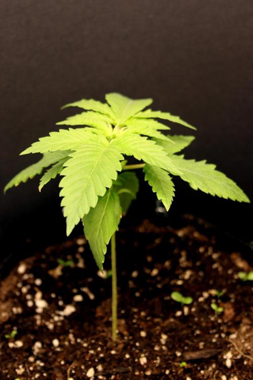 Critical+ 2.0 meets Larry Bird. Week 2 - Critical+ 2.0