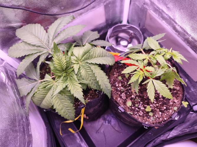 Critical+ 2.0 meets Larry Bird. Week 3